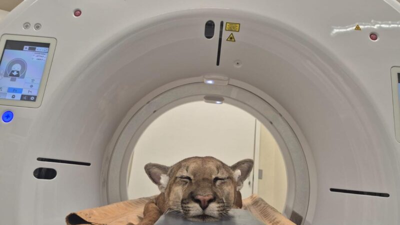 Onça atropelada continua em tratamento na Unesp Botucatu