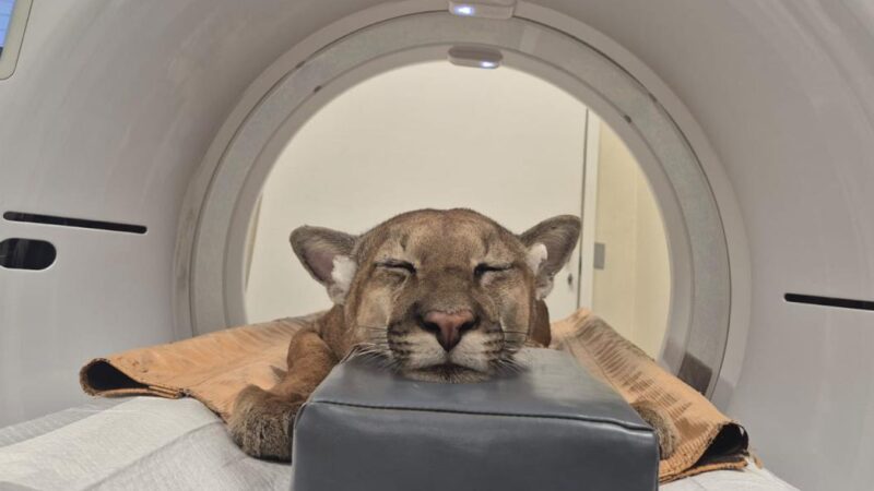 Onça atropelada continua em tratamento na Unesp Botucatu