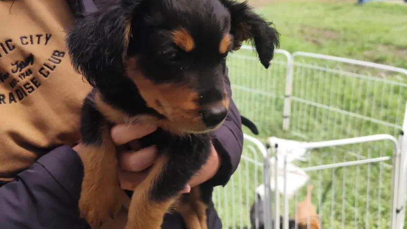 Canil de Botucatu promove nova feira de adoção de cães e gatos no dia 18