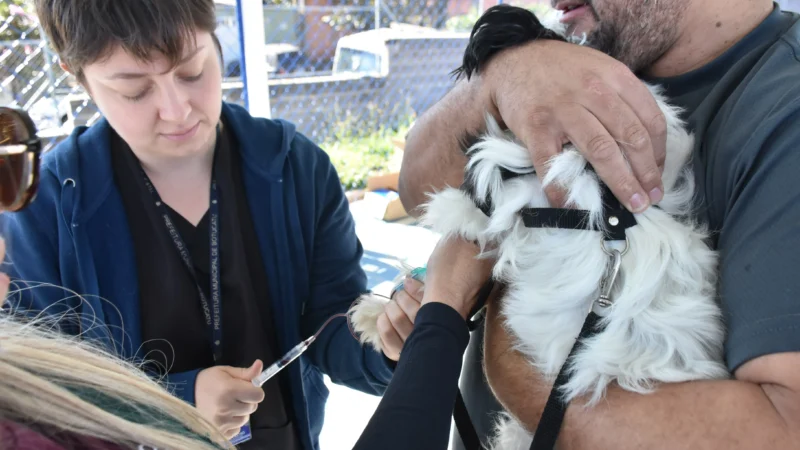 Comerciários receberá ação de vacinação, microchipagem e cadastro para castração de pets