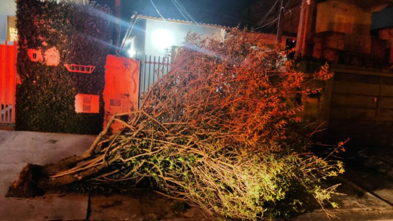 Defesa Civil atende ocorrências de quedas de árvores e galhos