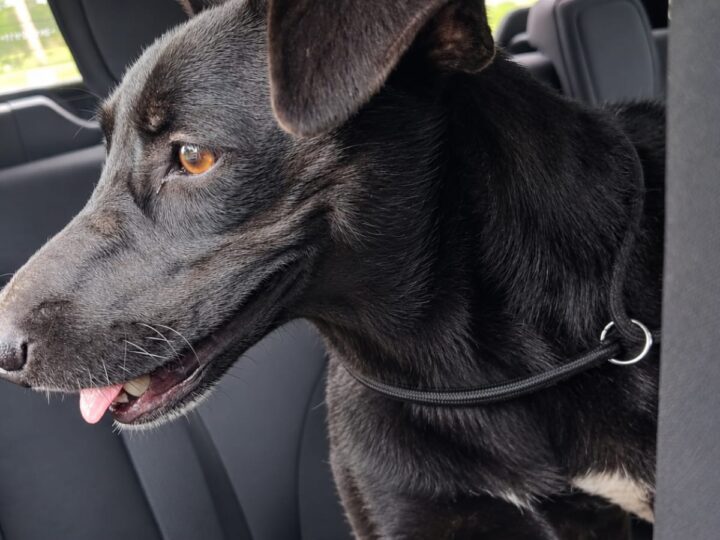 Tutor é preso por abandonar cadela em área rural