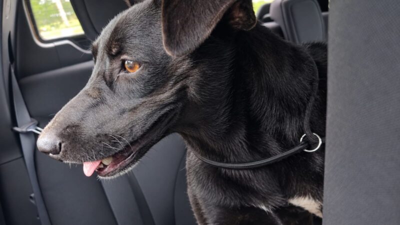 Tutor é preso por abandonar cadela em área rural
