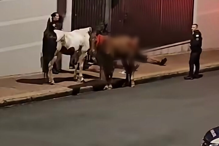 Quarteto preso após furto de cavalos