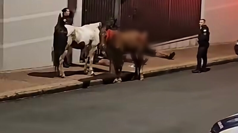 Quarteto preso após furto de cavalos