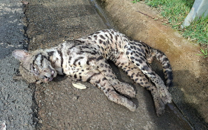 Jaguaririca morre atropelada em rodovia