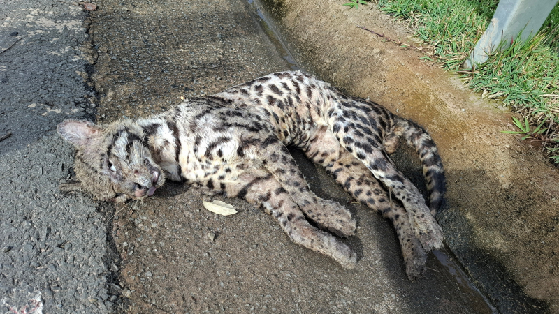 Gato-do-mato morre atropelado em rodovia