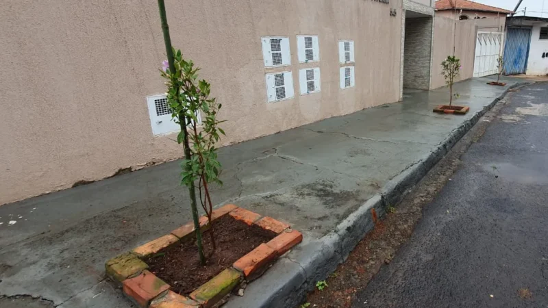 Prefeitura de Botucatu inicia plantio de árvores no Centro